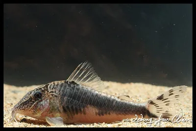 A Half Armored Corydoras with mottled patterns rests on sand fins fanned dark background