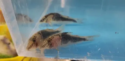 Three Half Armored Corydoras with mottled bodies and dark fins swim in clear water