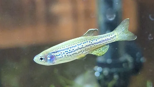 A small leopard danio fish with horizontal blue striped patterns on its body swims
