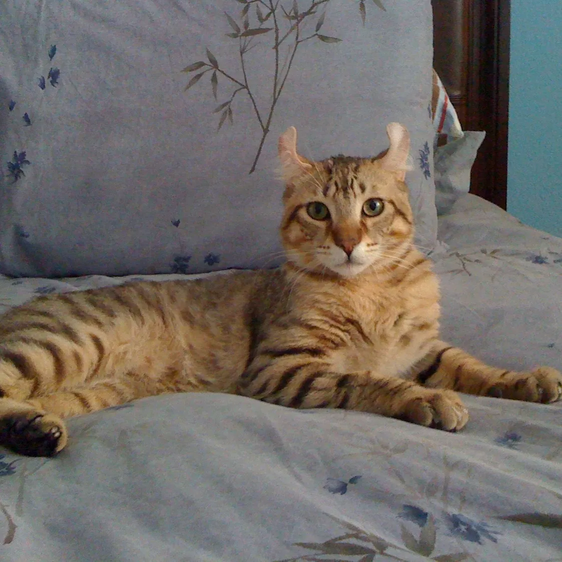 A tan and black striped Highlander cat with distinct curled ears lies comfortably on a patterned bed