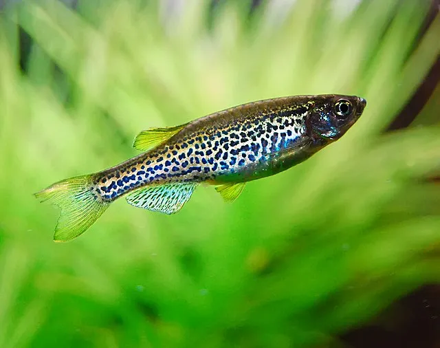 A leopard danio fish with black spots and vibrant blue and yellow fins swims among plants
