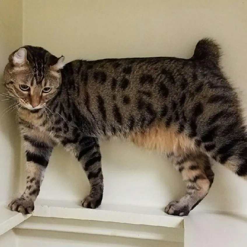 A Highlander cat with curled ears and a bobtail stands on a white surface looking down