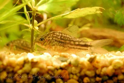 Two elegant corydoras catfish with intricate striped patterns on a gravel substrate