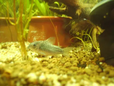 An elegant corydoras catfish with faint horizontal stripes on a sandy substrate
