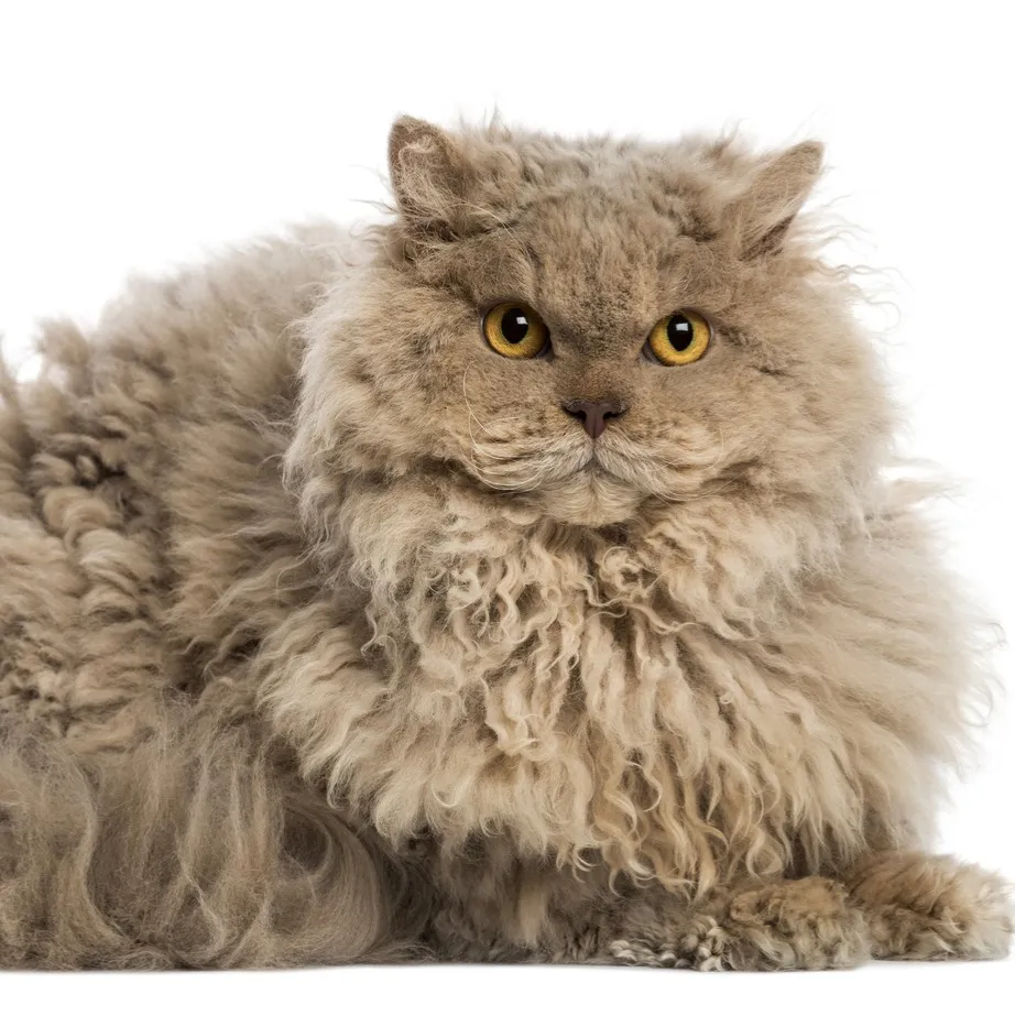 A fluffy grey cat with tightly curled fur and striking yellow eyes lies against a white background