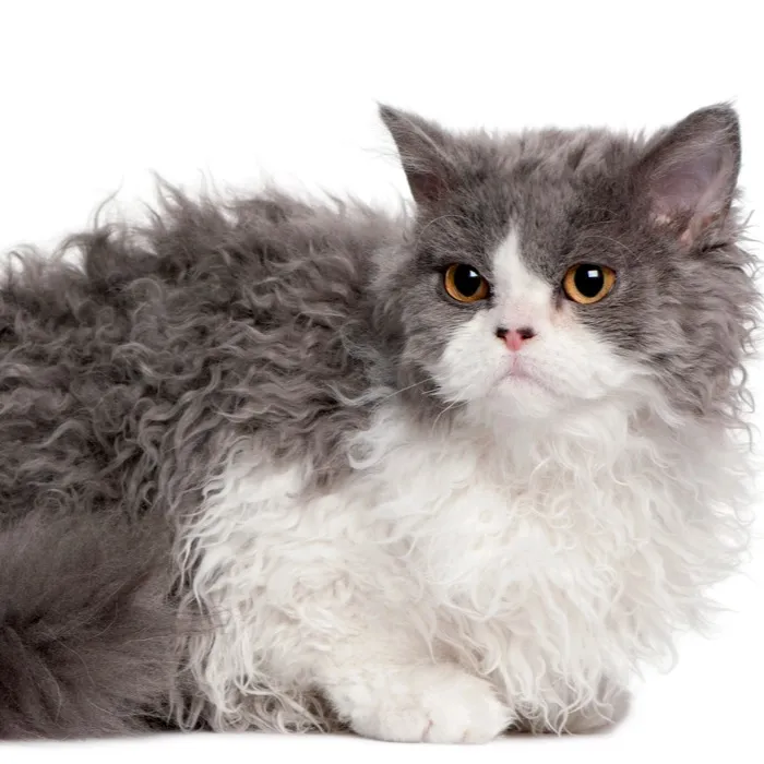 A fluffy bicolor cat with grey and white curly fur and amber eyes lies against a white background