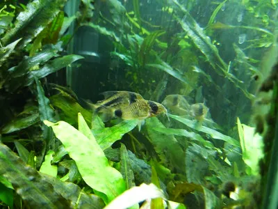 Two small Axelrods Corydoras fish with black spots partially hidden among green aquatic plants