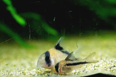 Two Axelrods Corydoras fish with black stripes and markings resting on a sandy bottom