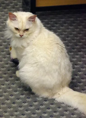 A fluffy all white cat with pink ears and intense yellow eyes sits on a patterned gray carpet