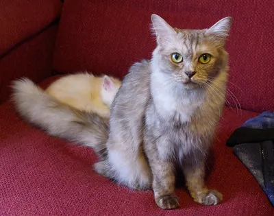 A gray fluffy cat with striking green eyes sits upright on a red surface