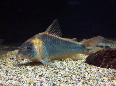 A Knight Corydoras with a vibrant orange head and light blue body rests on small gravel