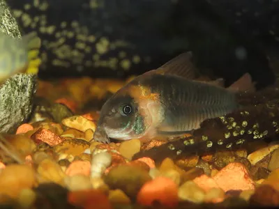 A Knight Corydoras with an orange head and dark body rests on a bed of orange and brown gravel