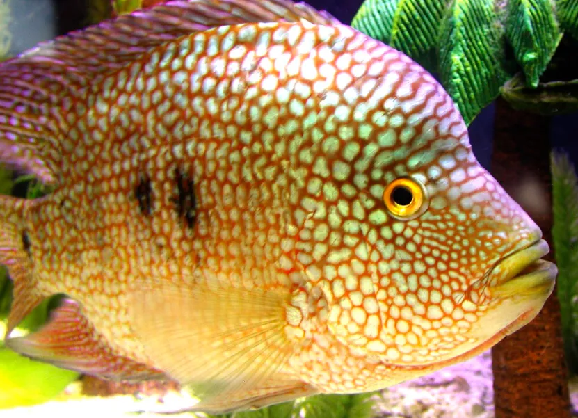 A colorful Pearlscale Cichlid fish with intricate orange and iridescent scale patterns
