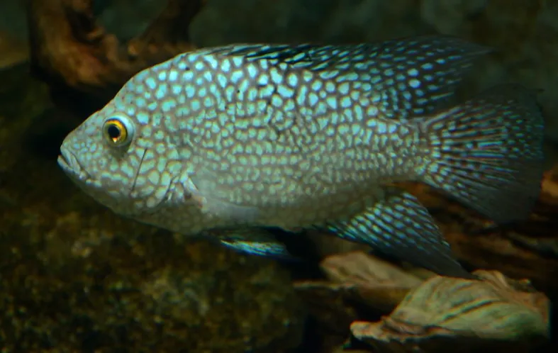 A Pearlscale Cichlid with light blue iridescent spots on a silver gray body in an aquarium