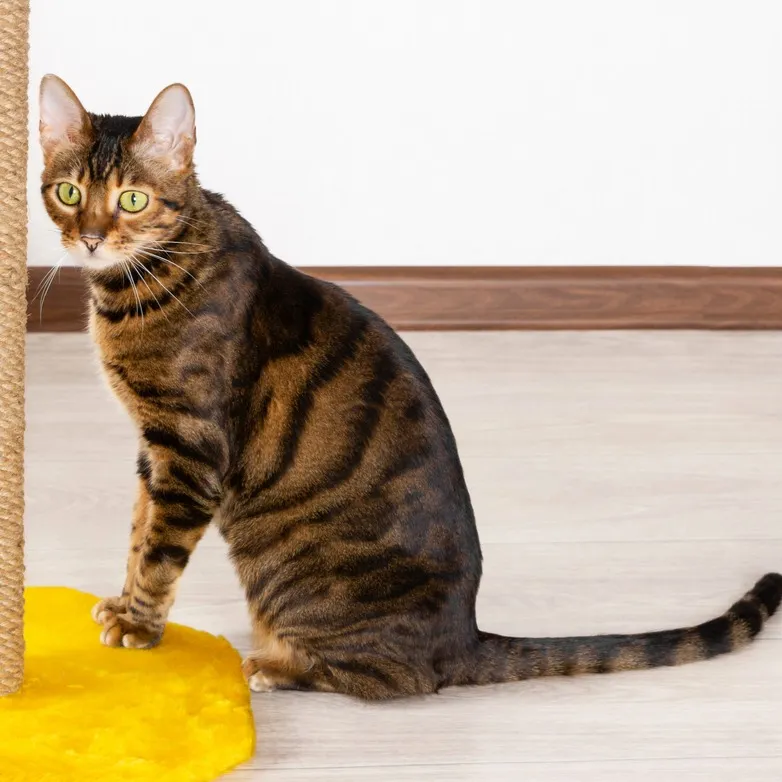 A striped Toyger cat with green eyes sits on a yellow rug next to a scratching post