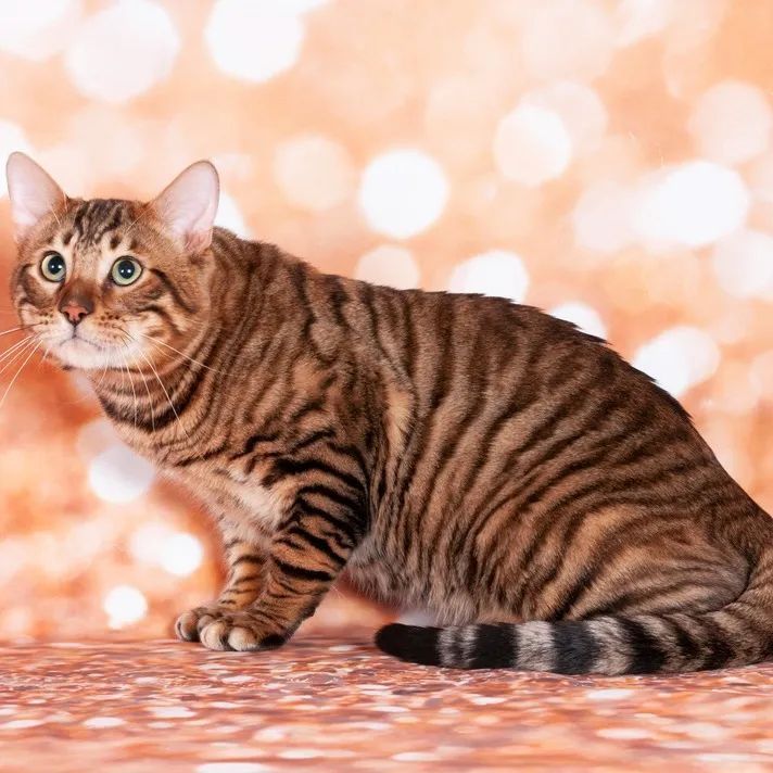 A brown and black striped Toyger cat with bright green eyes sits alertly against a bokeh background