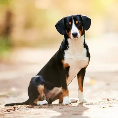 medium sized Entlebucher Mountain Dog with black white and tan markings sits