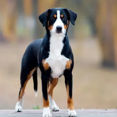 Black white and tan Entlebucher Mountain Dog stands looking forward