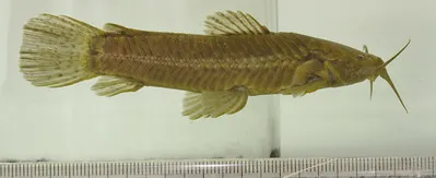 A preserved cascarudo fish with visible scales and fins on a white background with a ruler