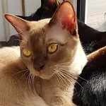 A light brown Tonkinese cat with striking gold eyes and a darker brown face