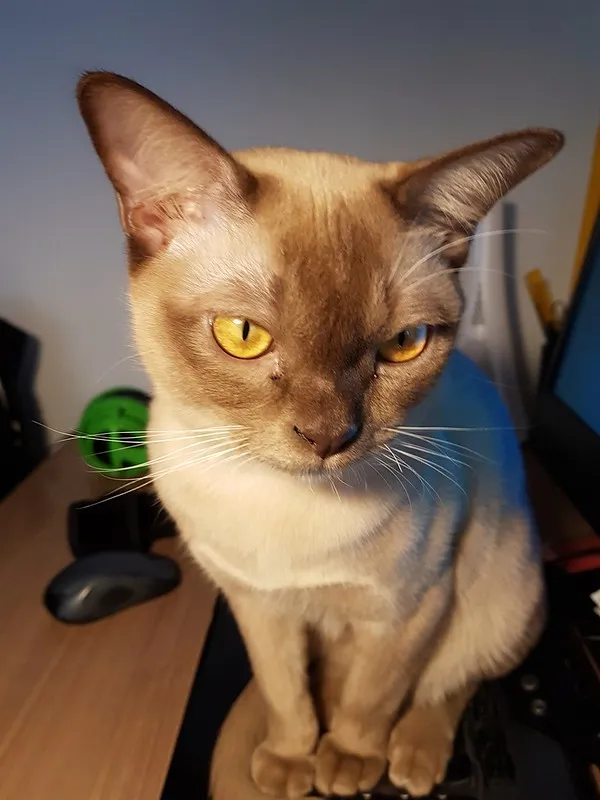A brown Burmese cat with striking golden eyes sits on a desk