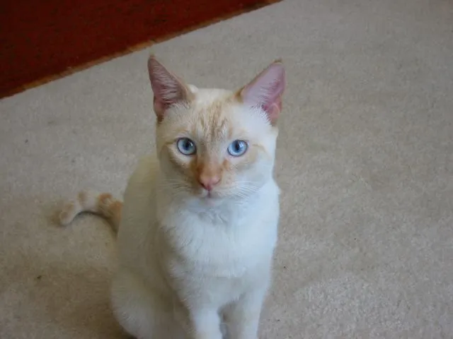 White cat with orange points and striking blue eyes sits on a light carpet looking forward