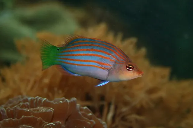 A colorful Six Line Wrasse with blue and orange stripes and a green tail fin