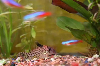 A black spot corydoras fish rests on pink gravel while blurred neon tetras swim above it