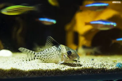 A black spot corydoras fish with dark spots rests on light sand in an aquarium