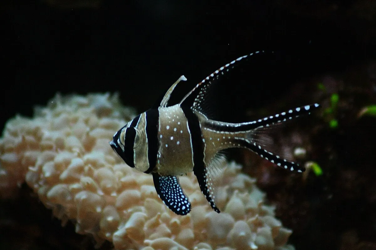 Banggai Cardinalfish with black stripes and white spots swimming near coral