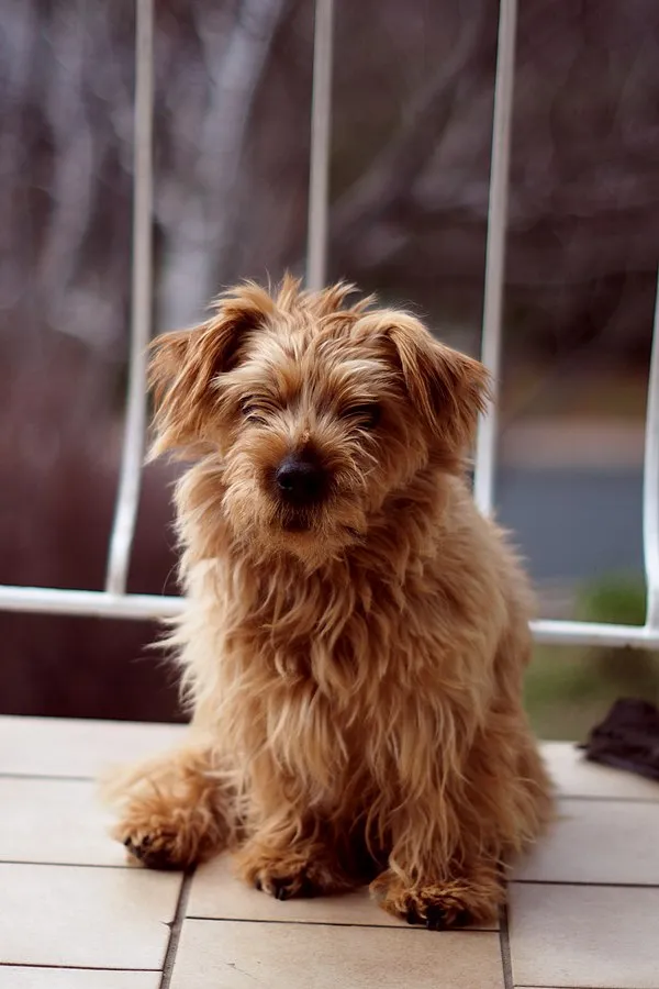 Small fluffy tan Norfolk Terrier puppy sits on a tiled surface near a railing