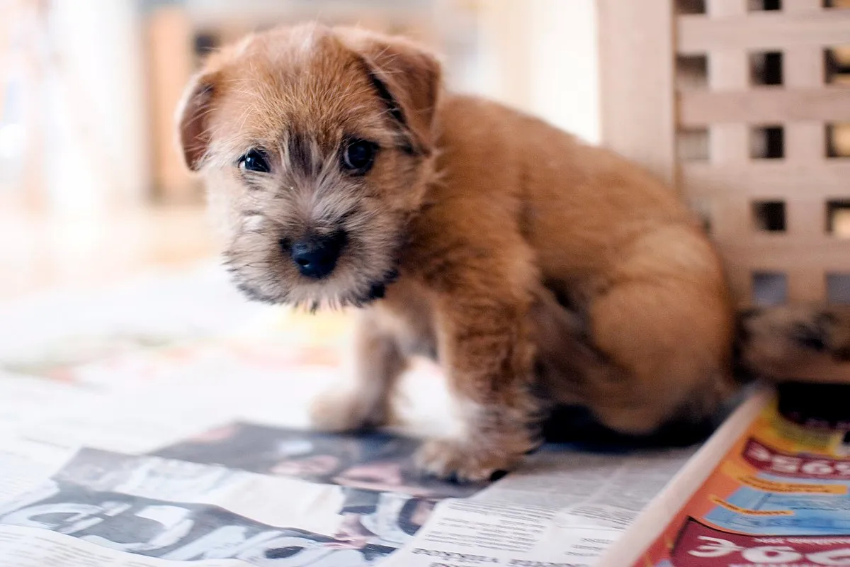 Small tan Norfolk Terrier puppy with wiry fur sits on newspaper indoors