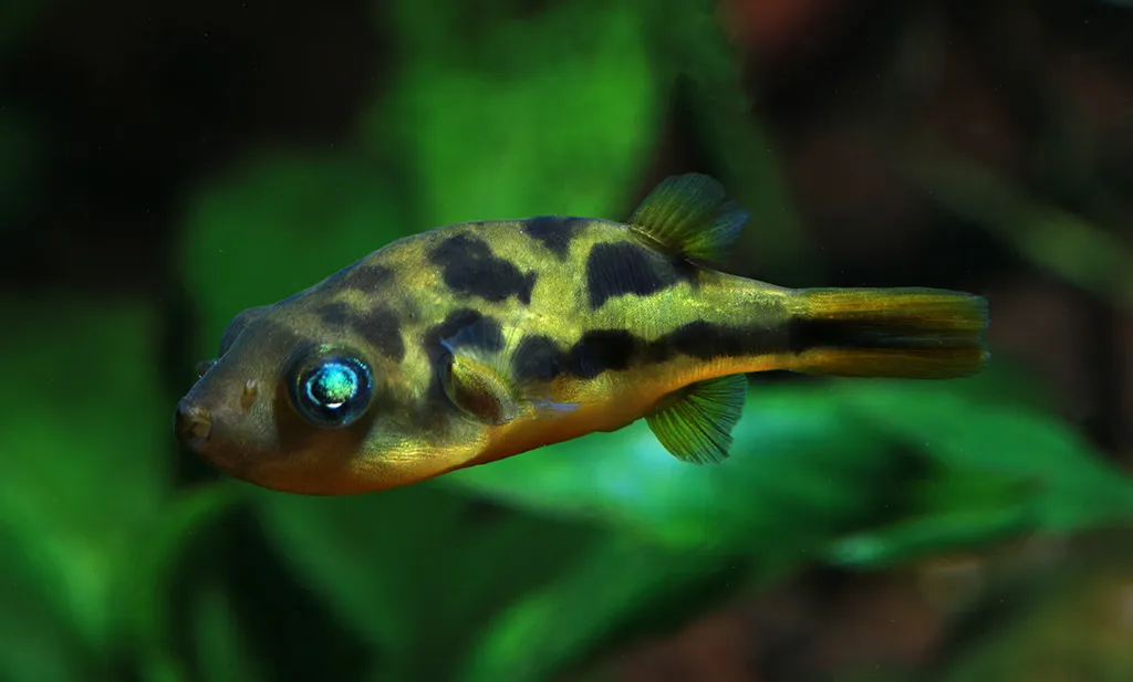 A pea pufferfish with yellow and black camouflage patterns and a striking blue eye