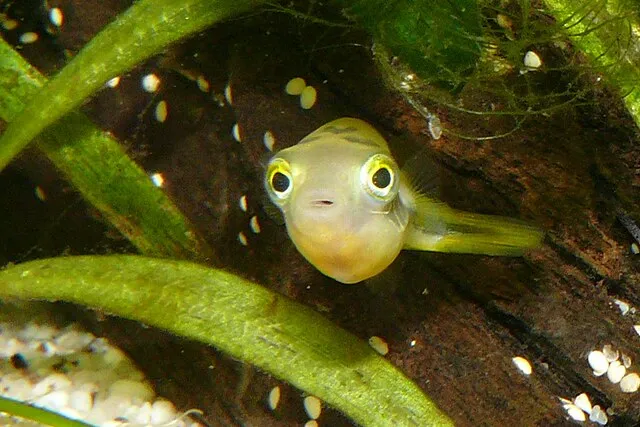 A pea pufferfish with large prominent eyes peeks out from behind some wood