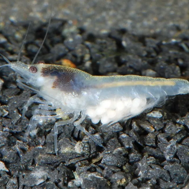 A snowball shrimp with white eggs visible in its belly rests on dark grey aquarium gravel