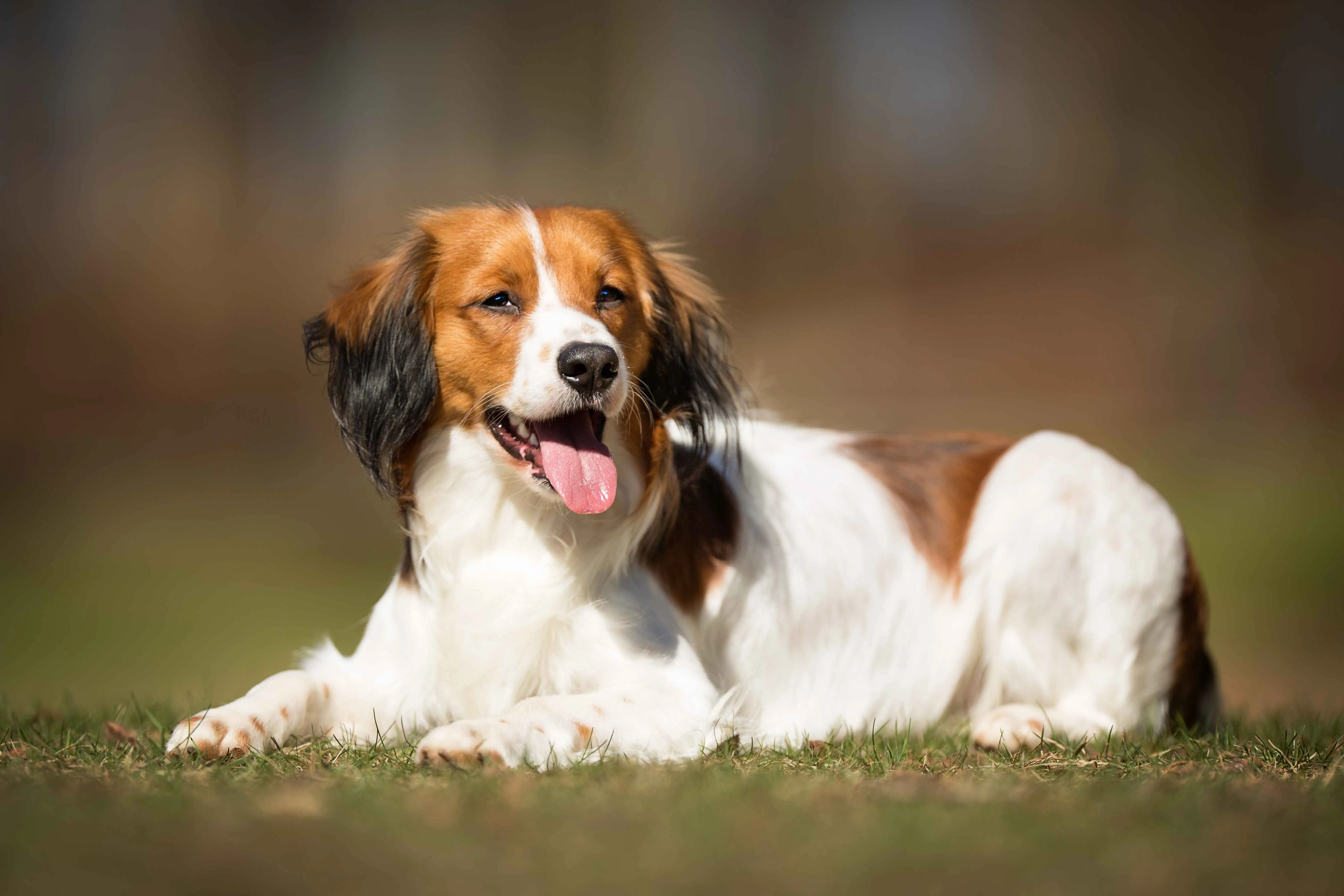 A Kooikerhondje dog with brown white and black fur lies on green grass with its tongue out