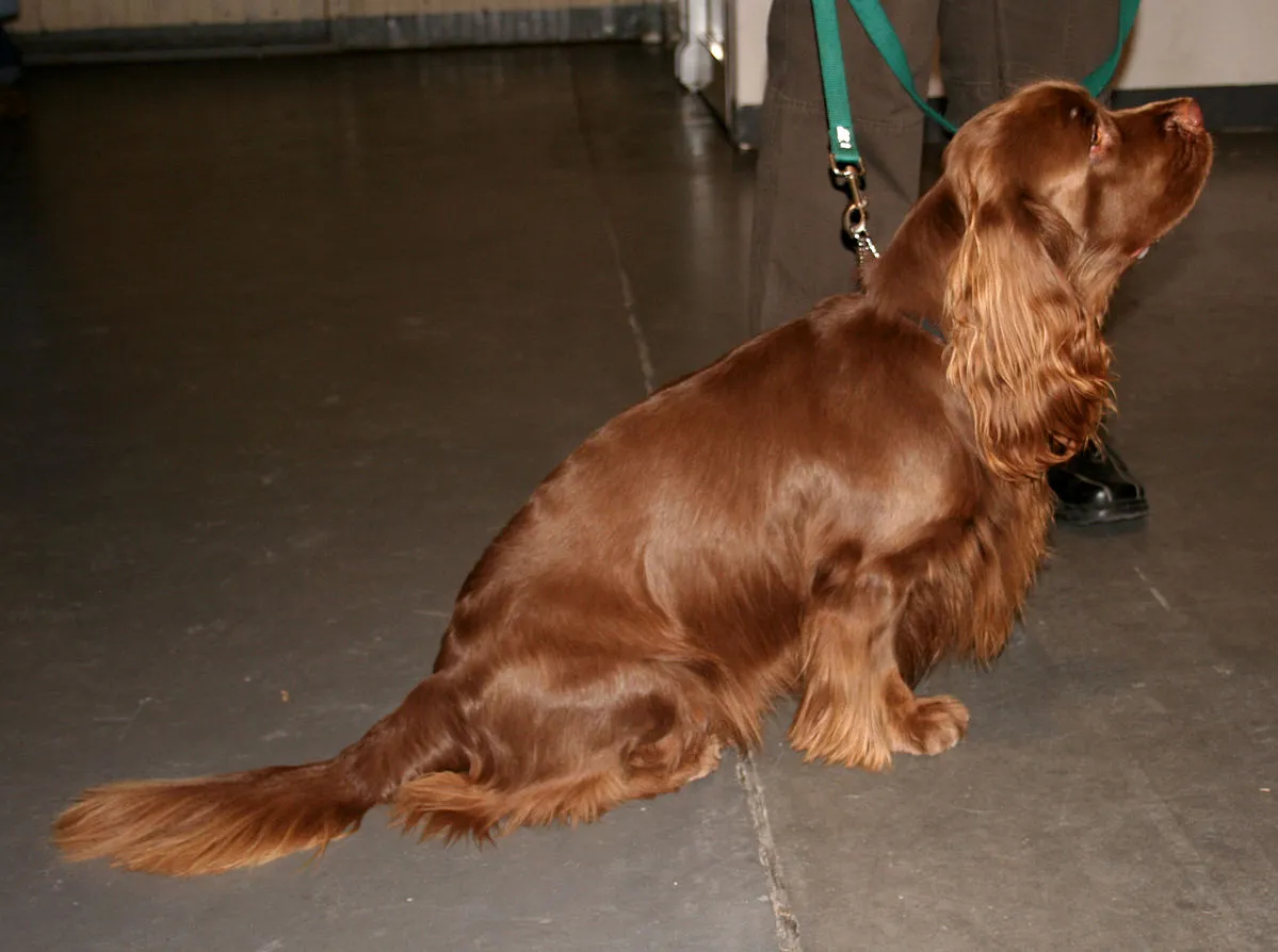 A liver colored Sussex Spaniel sits attentively on a gray floor looking upward to the right