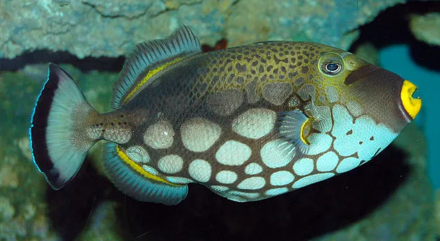 A vibrant Clown Triggerfish with intricate patterns of black white yellow and blue swims