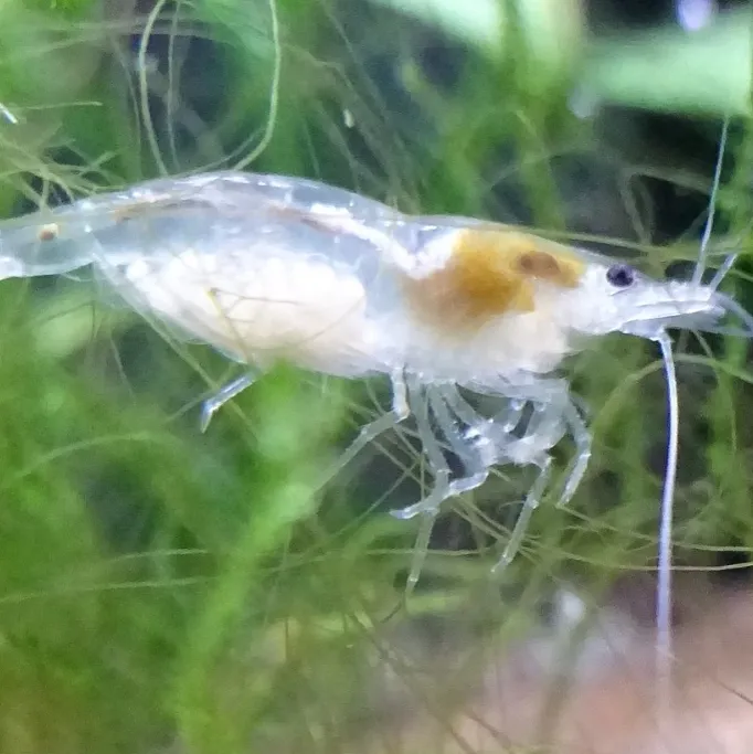 A detailed shot of a pregnant snowball shrimp carrying white eggs against a soft green background