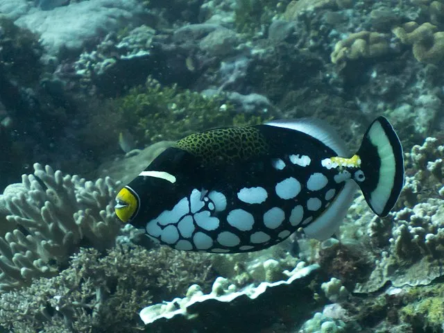 A striking Clown Triggerfish with black and white spots and a yellow mouth near coral