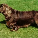 A liver and gold Sussex Spaniel lies comfortably on bright green grass in a sunny outdoor setting