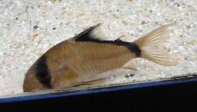 Bandit Corydoras