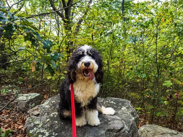 Black and white Bernedoodle dog sits on a rock with trees behind