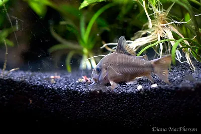 A gray Bandit Corydoras fish with a dark mask and whiskers foraging on a dark substrate