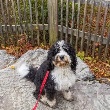 Black white Bernedoodle dog sits on gray rocks with a red leash a wooden fence behind it