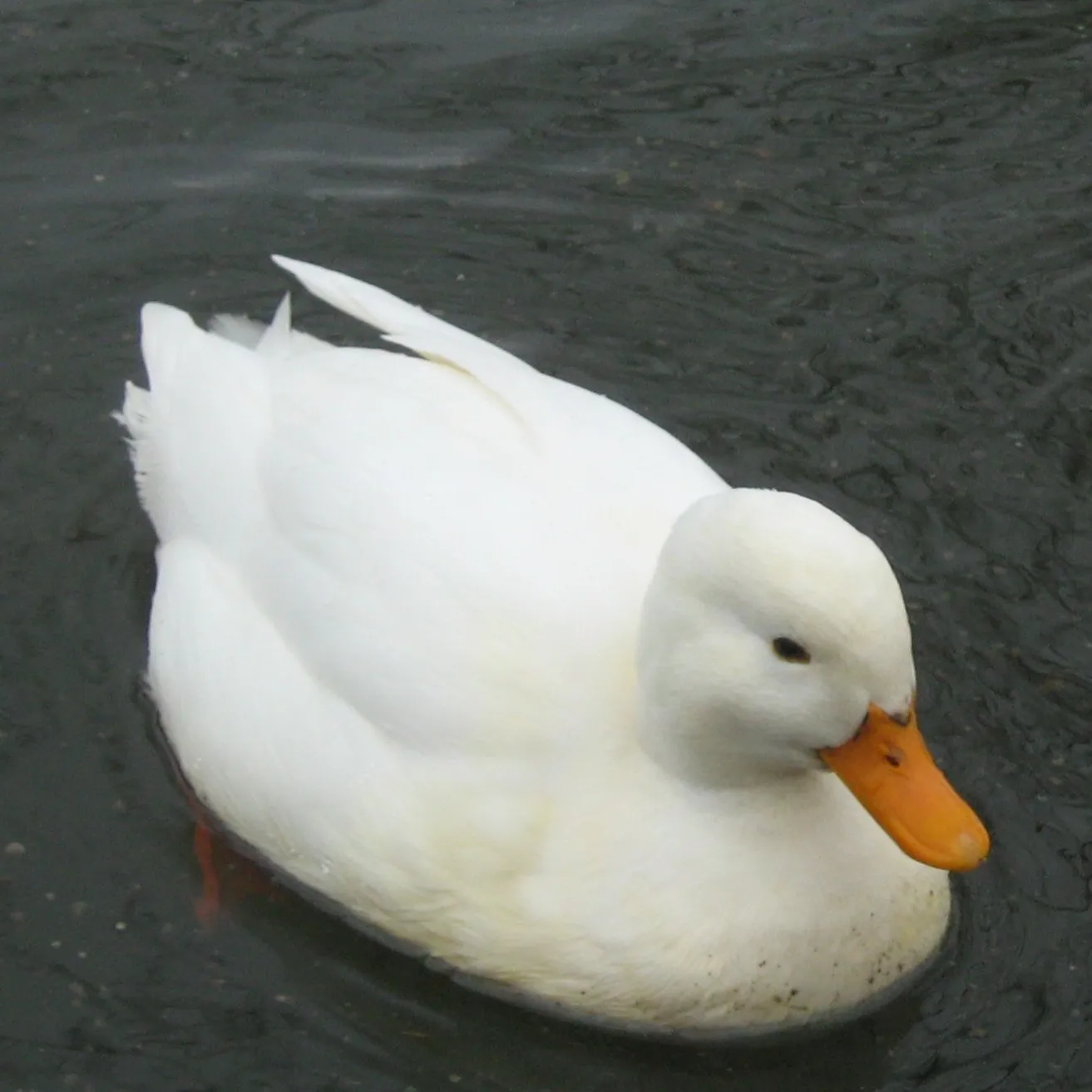 A white Call Duck with an orange beak floats on dark water looking towards the right