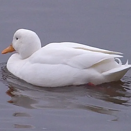 A white Call Duck with a small orange beak swims on still grey water creating small ripples