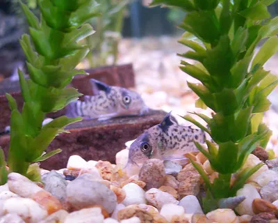wo speckled Blackfin Corydoras rest on colorful gravel amidst green artificial plants in a tank