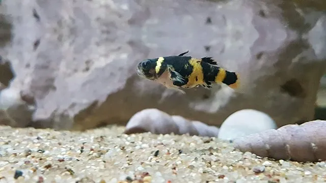 A small bumblebee goby with black and yellow stripes swims over a sandy aquarium bottom