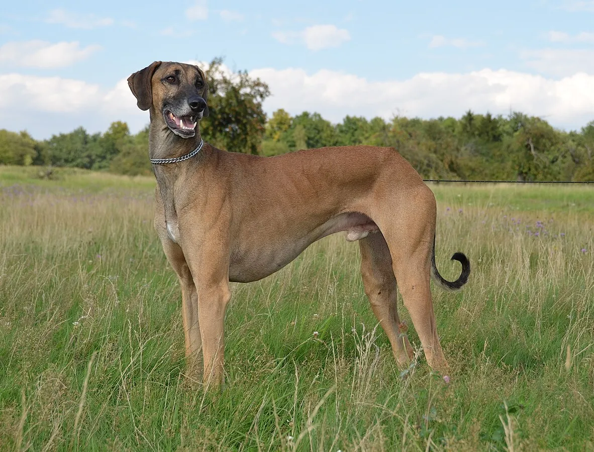 Tan Sloughi with dark muzzle and short floppy ears stands panting in tall grass